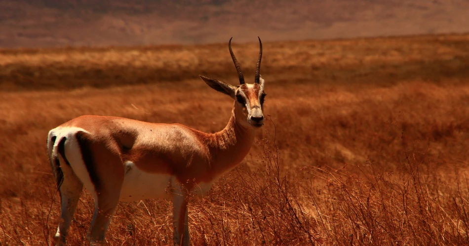 Best Nature Activities and Scenic Adventures in Three Rivers